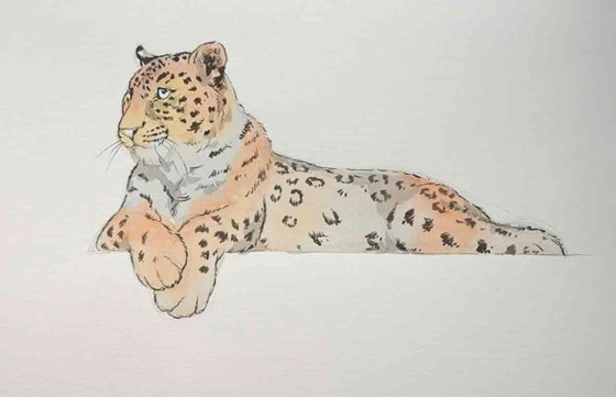 Drawings: барс
