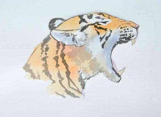 Drawings: тигр