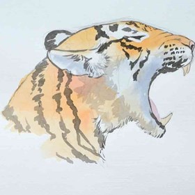 Drawings: тигр